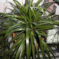 Madagascar Dragon tree